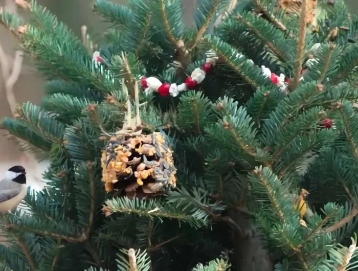 weihnachtsbaum wilde vögel im garten füttern
