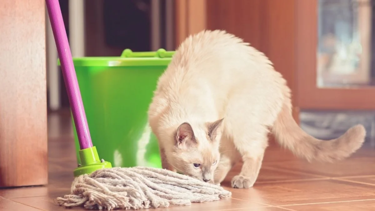 weisse katze schnueffelt am mopp auf dem boden nach der reinigung mit enzymreinigern