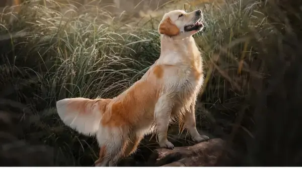 welche hunderasse passt zu krebs hunderasse nach sternzeichen grosser golden retriever sieht nach oben
