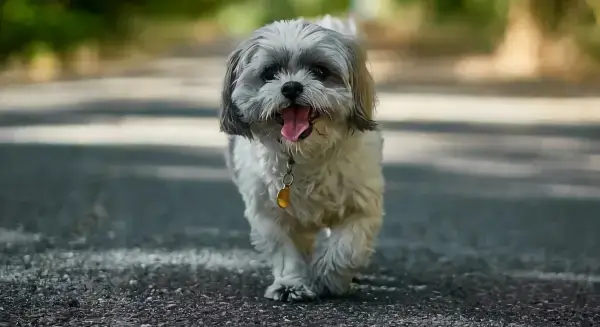 welche hunderasse passt zum sternzeichen schuetze hunde der rasse shih tzu rennt auf der strasse