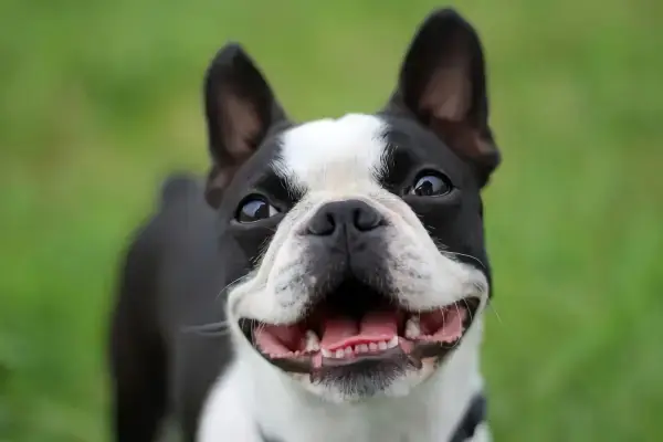 welche hunderasse passt zum sternzeichen schuetze lustiger boston terrier