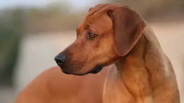 welche hunderasse passt zum sternzeichen steinbock brauner rhodesian ridgeback