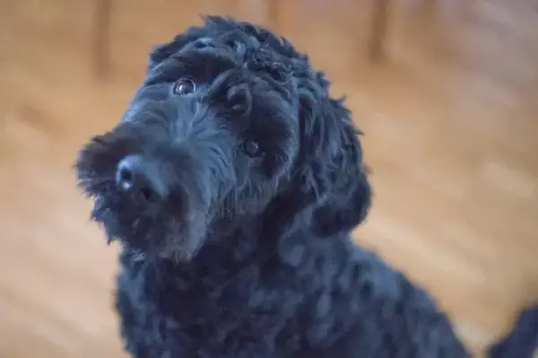 welche hunderasse passt zum sternzeichen zwilling schwarzer portugiesischer wasserhund sieht neugierig