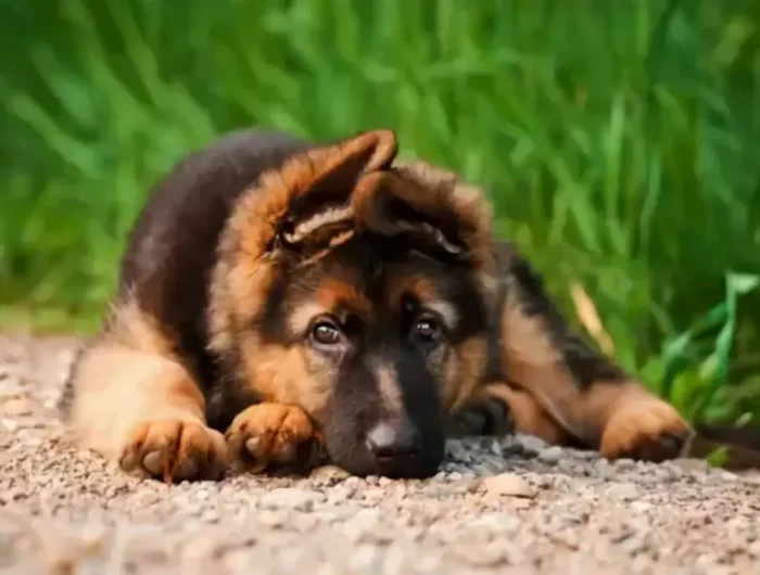 welche hunderasse zu welchem sternzeichen deutscher schaeferhund baby liegt am boden