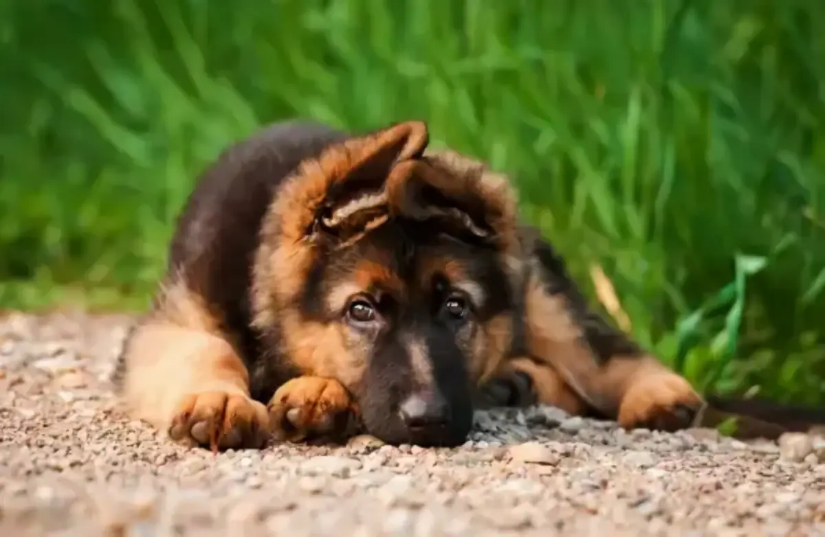 welche hunderasse zu welchem sternzeichen deutscher schaeferhund baby liegt am boden