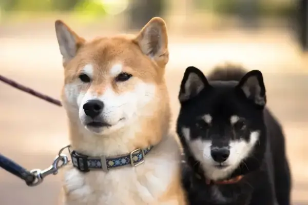 welche rasse passt zum sternzeichen steinbock zwei hunde der rasse shiba inu schwarz und braun