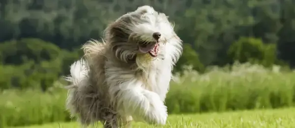 welcher hund passt zu welchem sternzeichen bearded collie rennt auf weisen