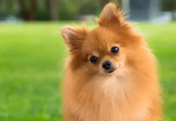 welcher hund passt zum sternzeichen loewe kleiner pomeranian hund golbraun