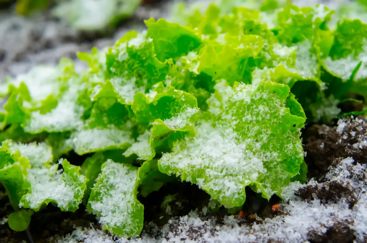 welches gemuese muss im januar vorziehen welche pflanzen im januar aussaeen wintersalat im winter blaetter mit frost