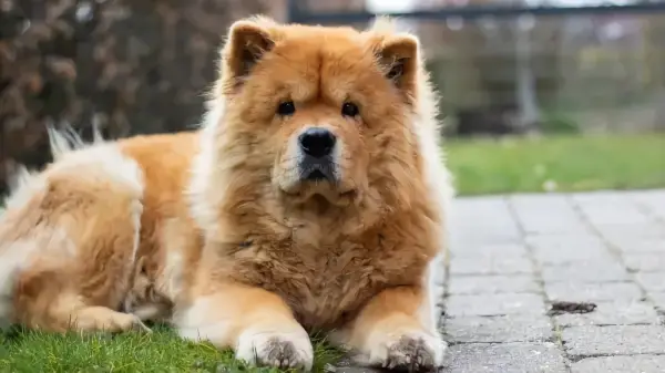 welches sternzeichen mag am meisten tiere chow chow hund liegt im grass