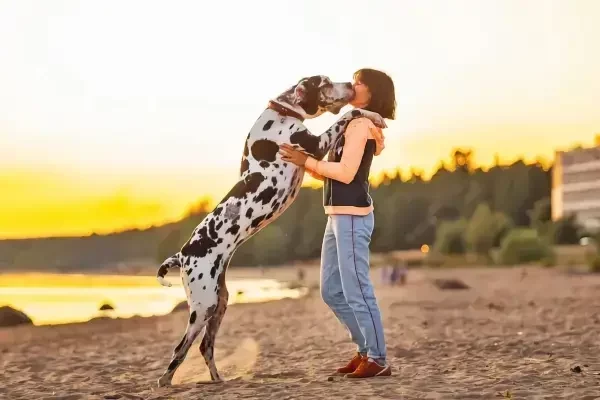 welches sternzeichen mag am meisten tiere hund mensch horoskop frau haelt deutsche dogge am strand