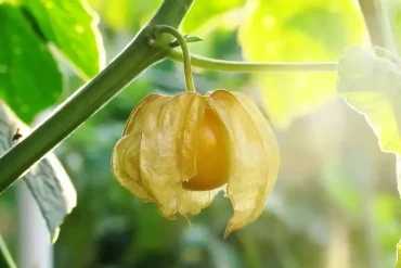 wie giftig ist physalis physalis gesundheitsschaedlich physalis beere unreif auf dem baum