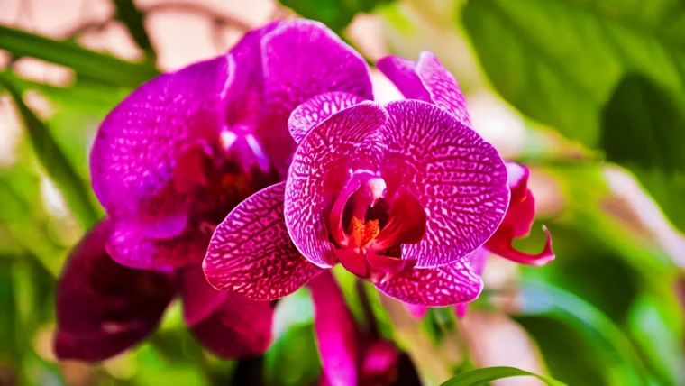wie kann man eine orchidee ohne erde halten