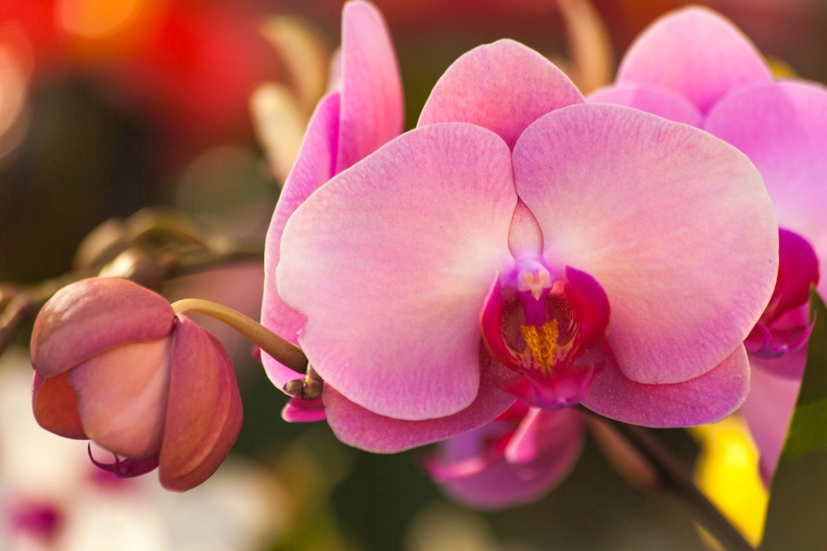 wie kann man orchideen wieder zum bluehen bringen