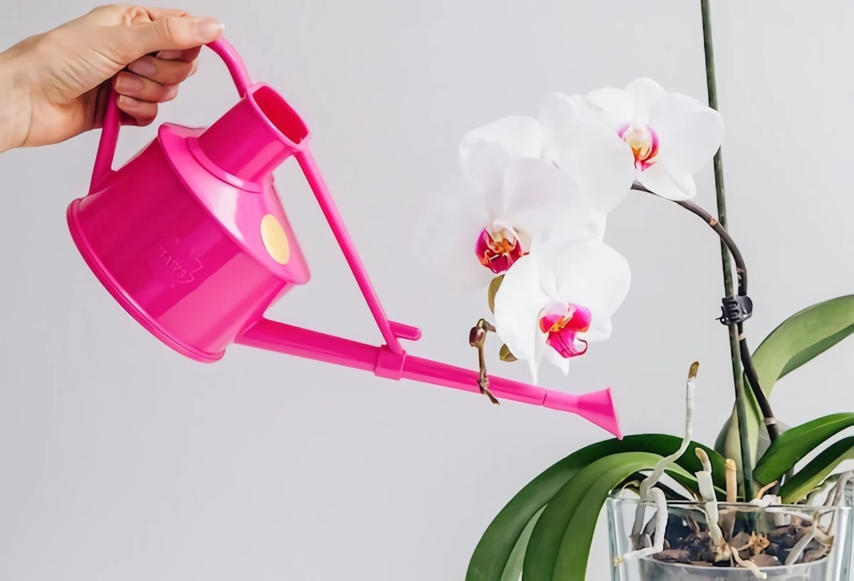 wie lange muss eine orchidee im wasser stehen