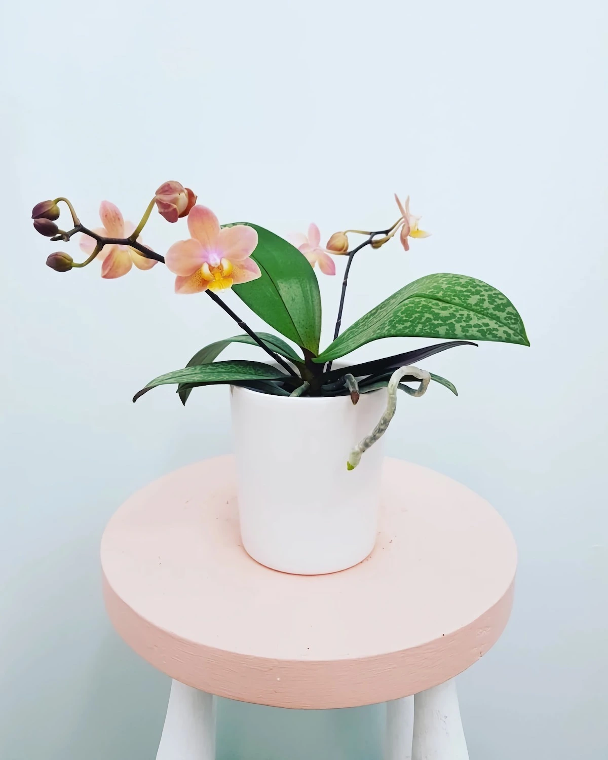 wie oft muss man mini orchideen giessen