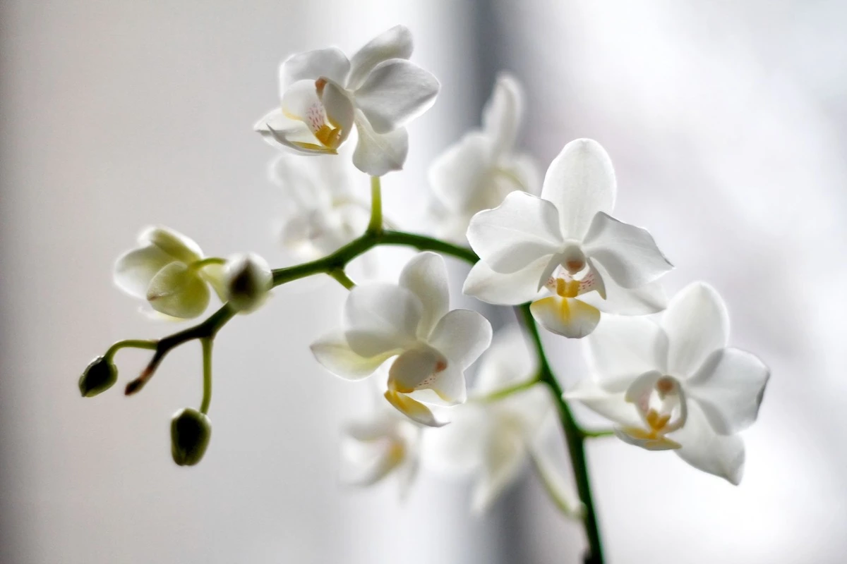 wie orchideen neue triebe bekommen erfahren sie hier