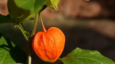 wie viel zucker hat eine physalis physalis ueberwintern orange huelle von physalis auf baum