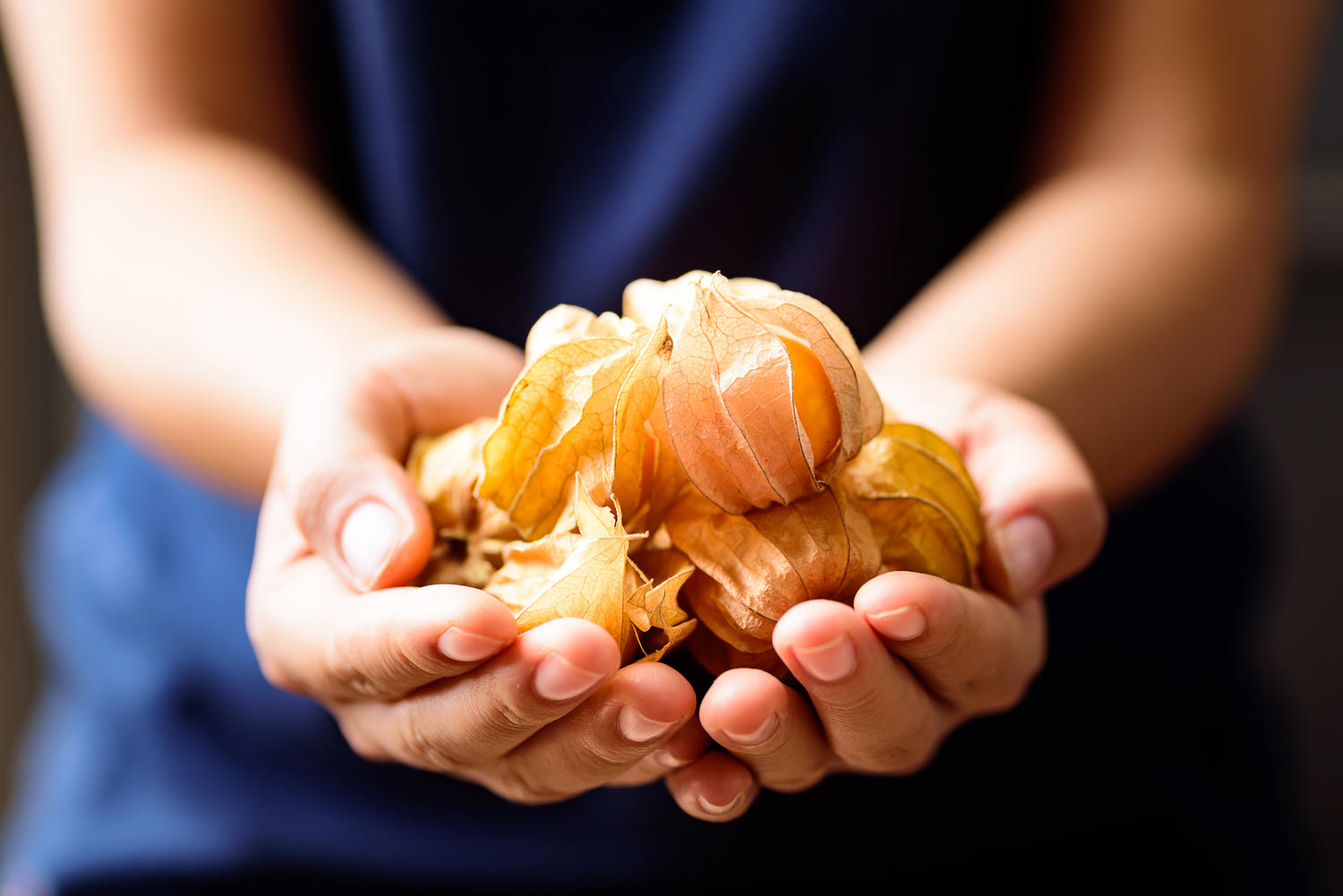 wieviel wiegt eine physalis frau haelt haende voll reife physalis fruechte