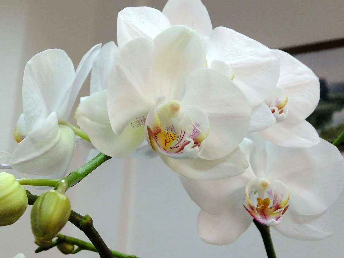wir sagen warum gehen die knospen meiner orchidee nich au