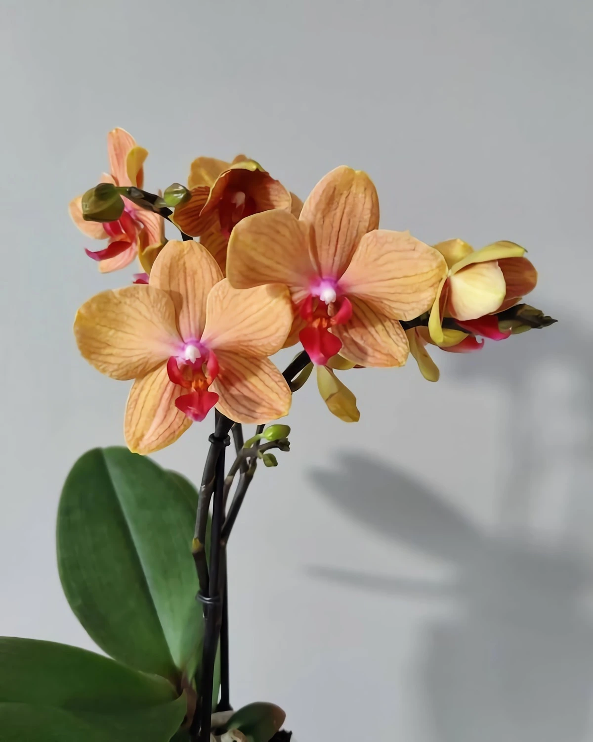 worauf sie bei der pflege von orchideen achten sollten