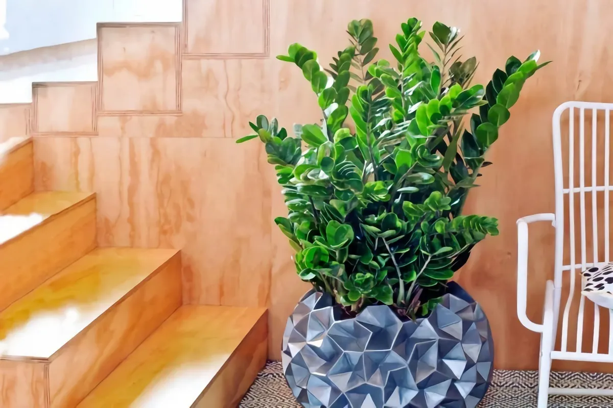 zamioculcas große winterharte zimmerpflanze geeignet fürs büro