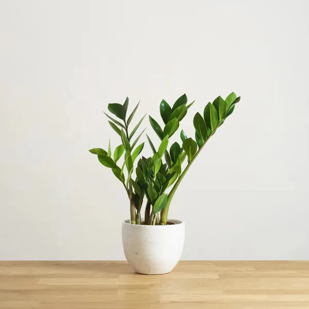 zamioculcas grüne zimmerpflanze in weißem blumentopf