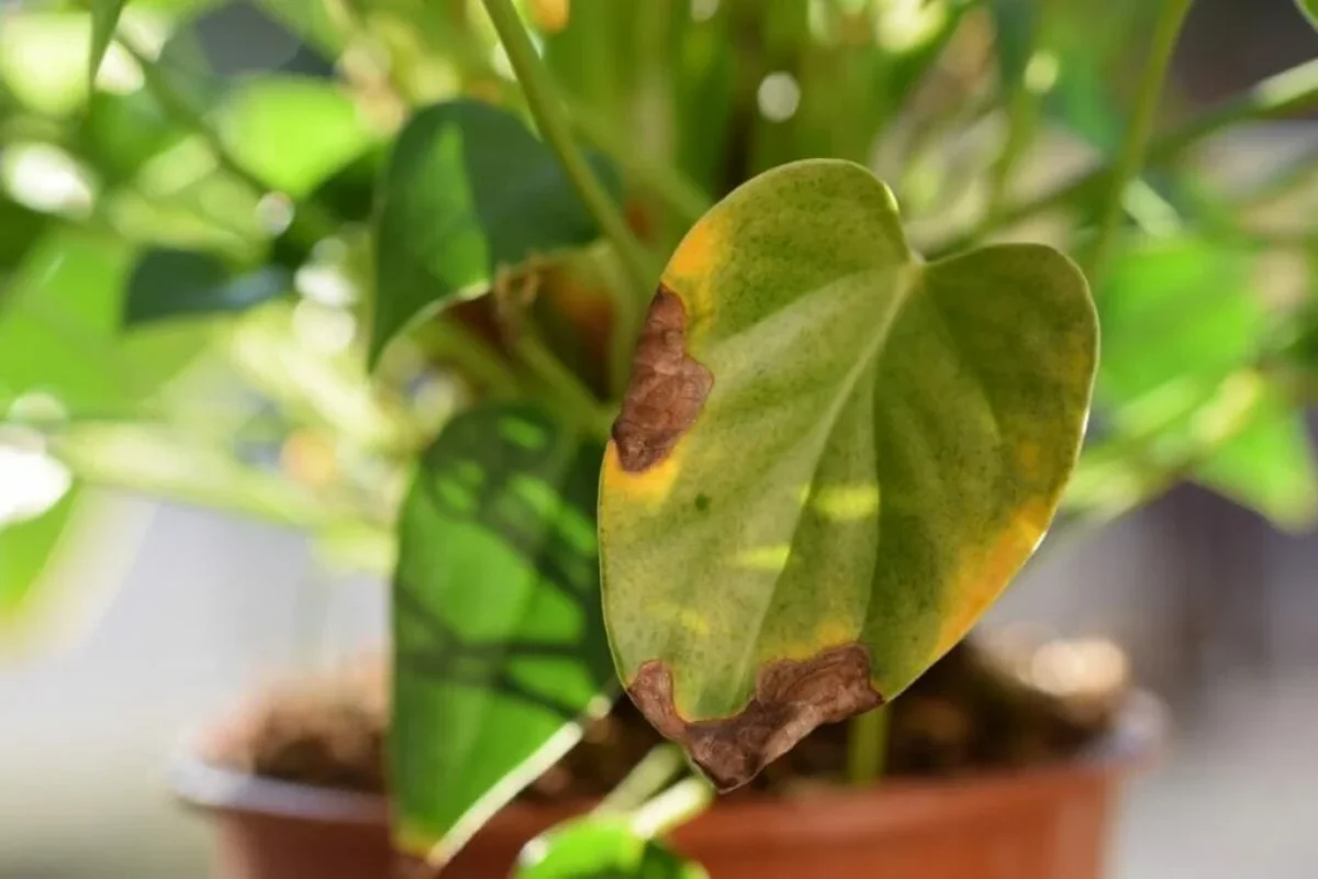 blaetter der anthurium pflanze mit braunen flecken