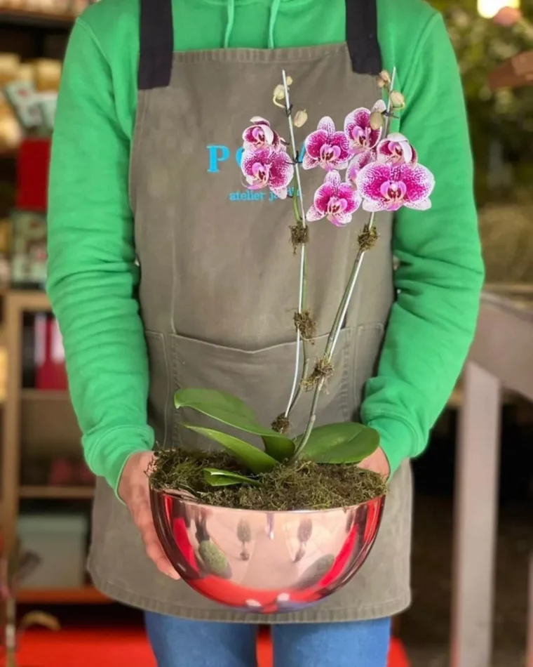 kartoffelwasser als dünger für orchideen wie geht es