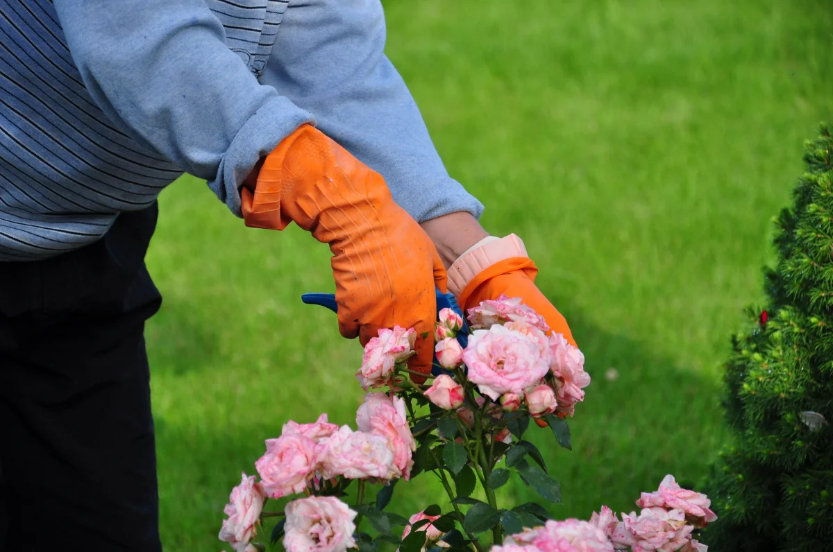 mann mit blauem sweatshirt und schwarzer hose und orangefarbenen handschuhen beim schneiden von rosa rosen