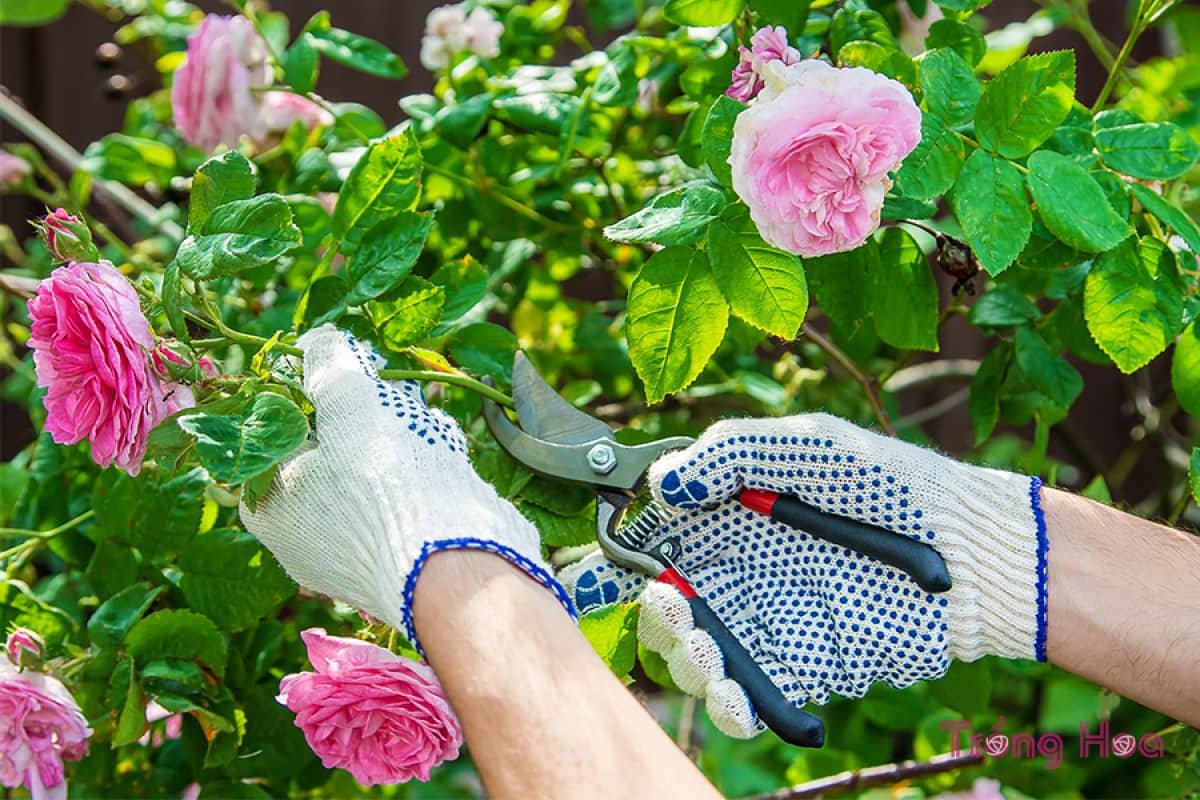 person mit blauen und weißen gartenhandschuhen die rosa rosen beschneidet