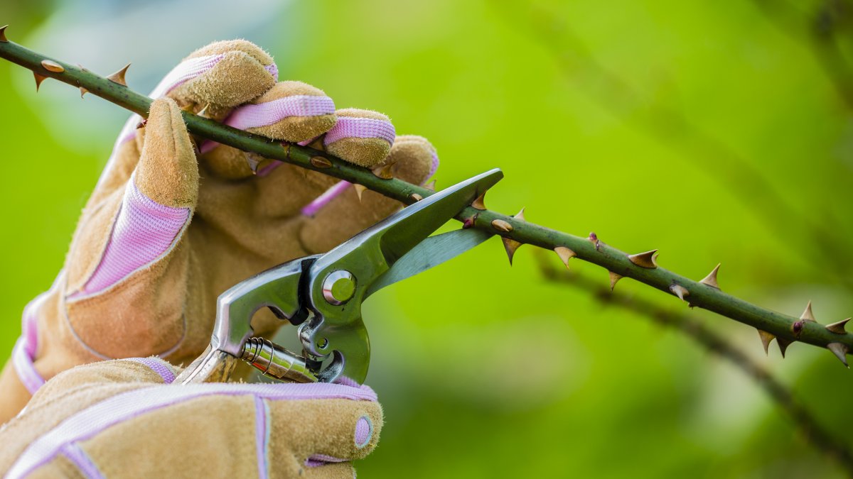 spring pruning roses