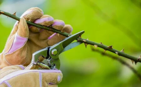 spring pruning roses