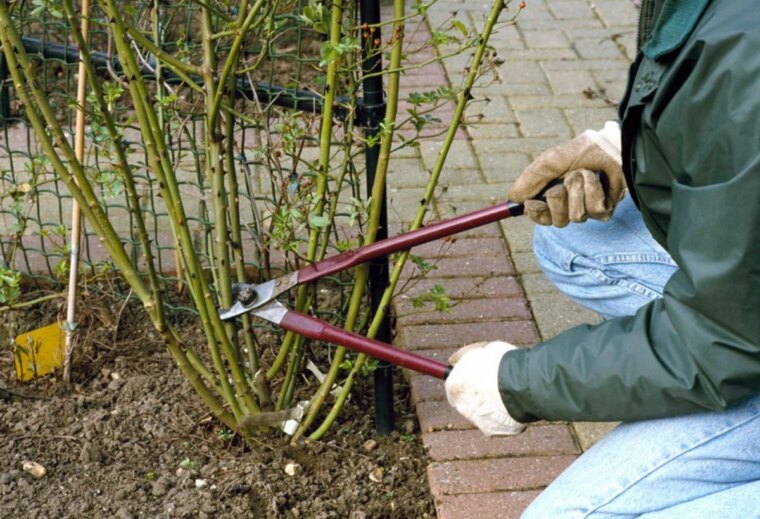 person mit gruener jacke jeans und weissen handschuhen beim schneiden von rosen im fruehjahr