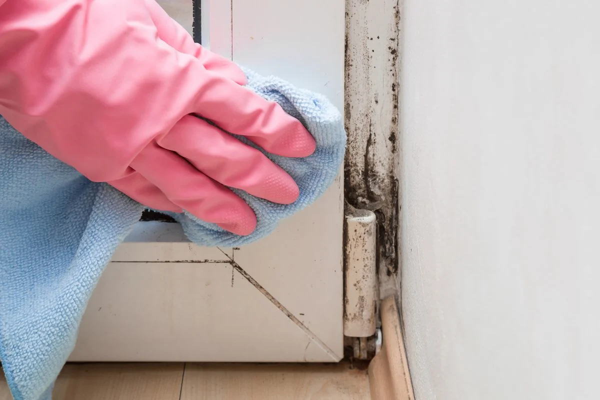 person mit rosafarbenen handschuhen die mit einem blauen mikrofasertuch schimmel vom fenster entfernt