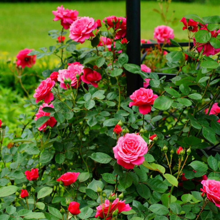 standart rosa rosen mit vielen blueten und blaettern