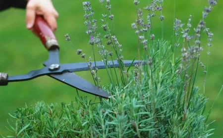 verholzten lavendel schneiden aber wie