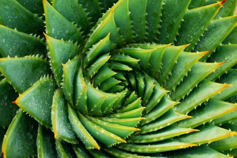 aloe gesunde pflanze