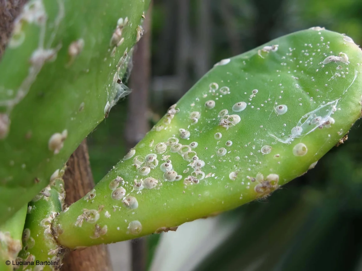 aloe vera weise schuppen schaedlinge