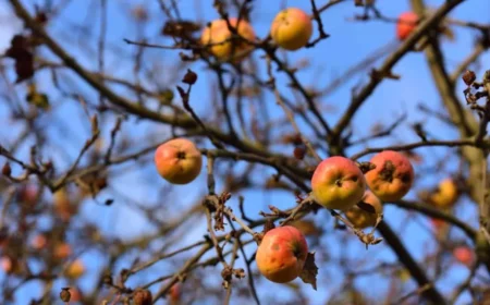 apfelbaum hat keine blätter mehr hauptgründe