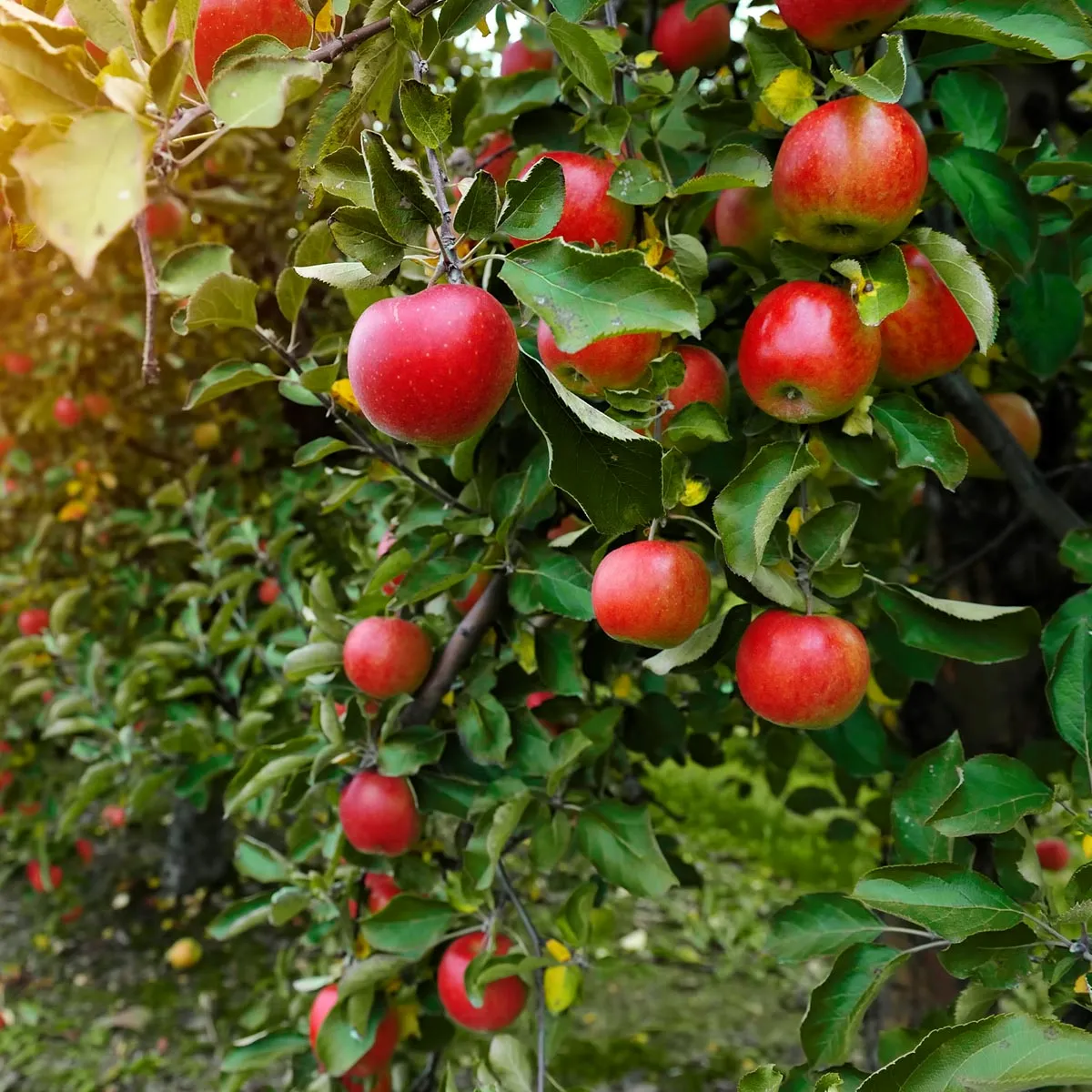 apfelbaum rote äpfel früchte blätter