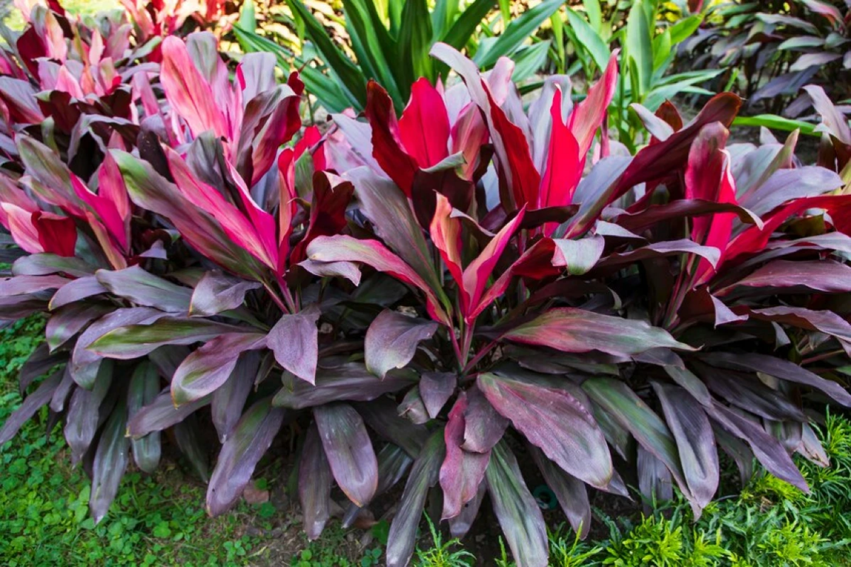 beste gartenpflanzen keulenlilie rote pflanze