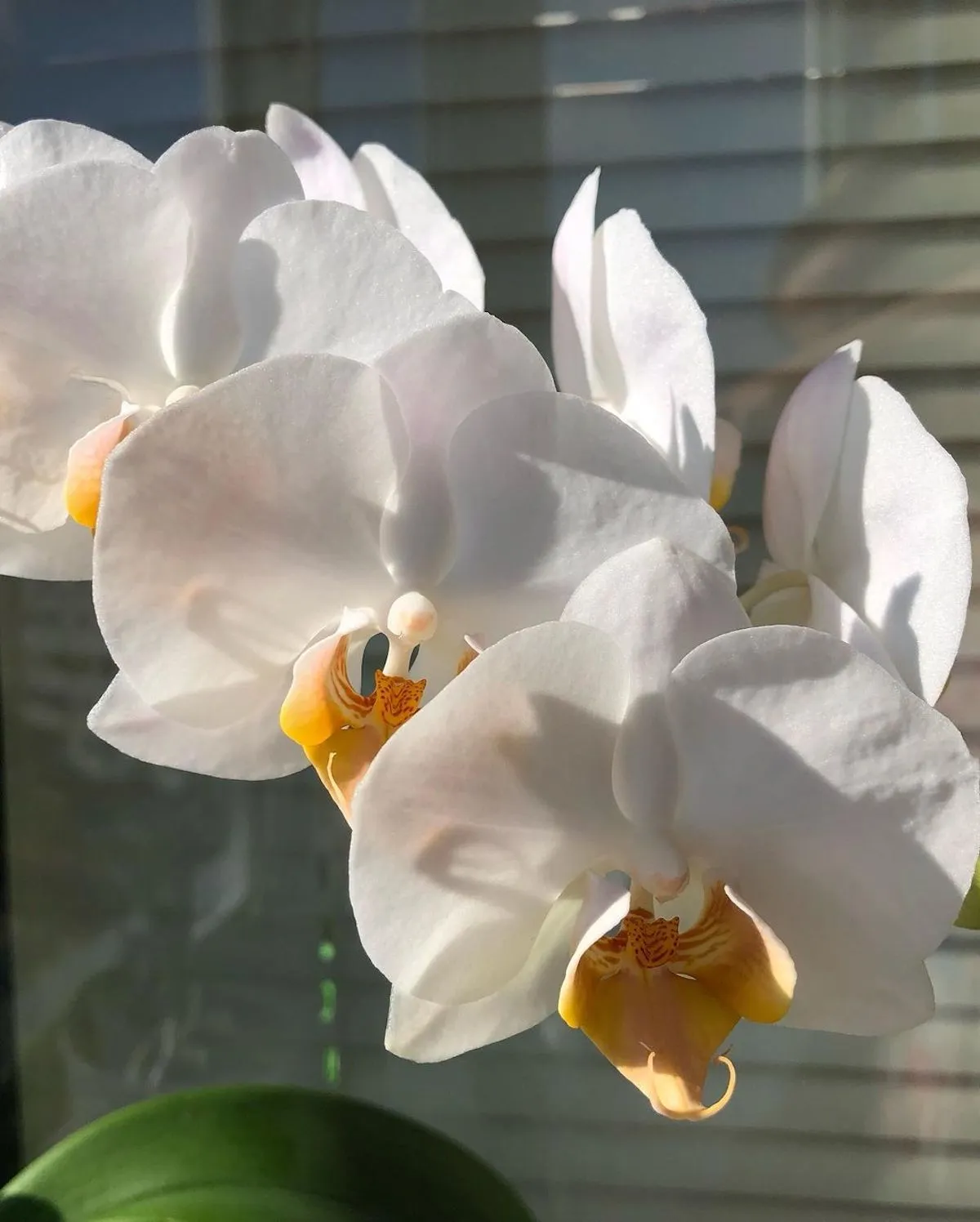 besten tipps und tricks fuer karoffelwasser fuer orchideen