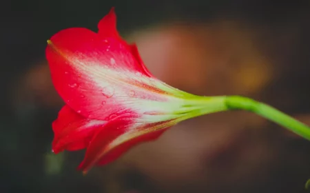 bluete rot von amaryllis