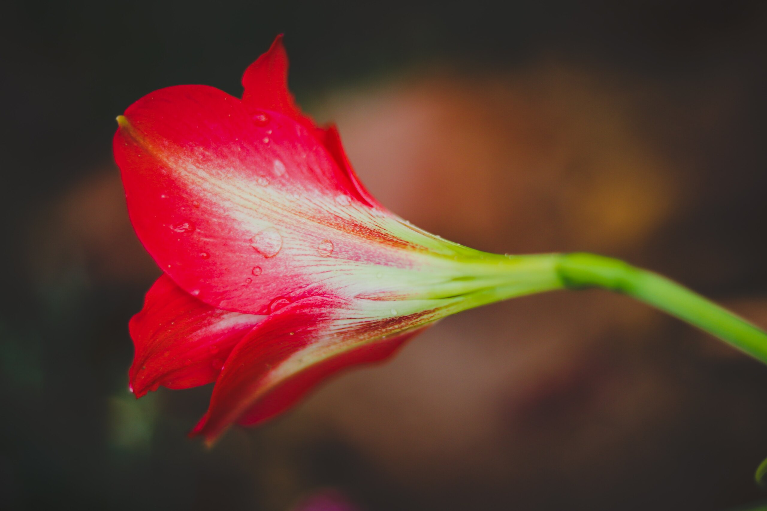 bluete rot von amaryllis