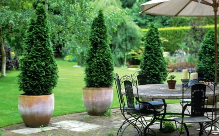 dekoration des aussenbereichs mit topfpflanzen thuja heckenpflanze