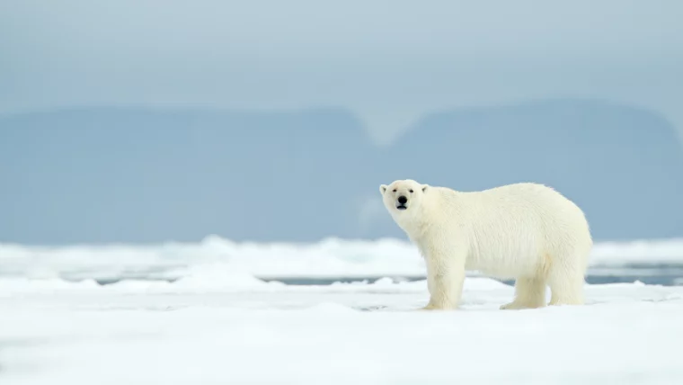 die arktis und weltreisen 10 orte die bedroht sind