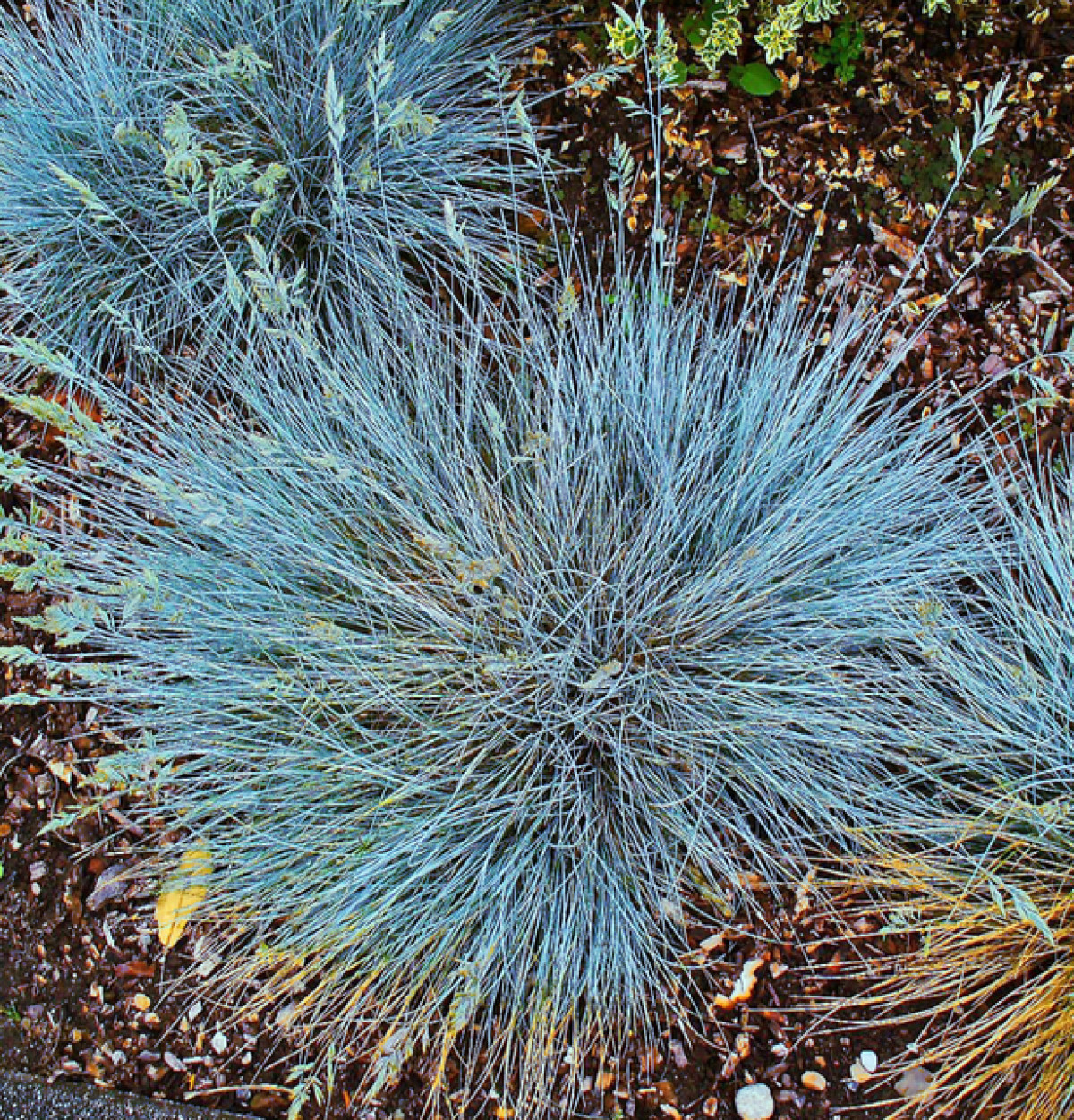 exotische ziergraeser festuca glauca elijah blue