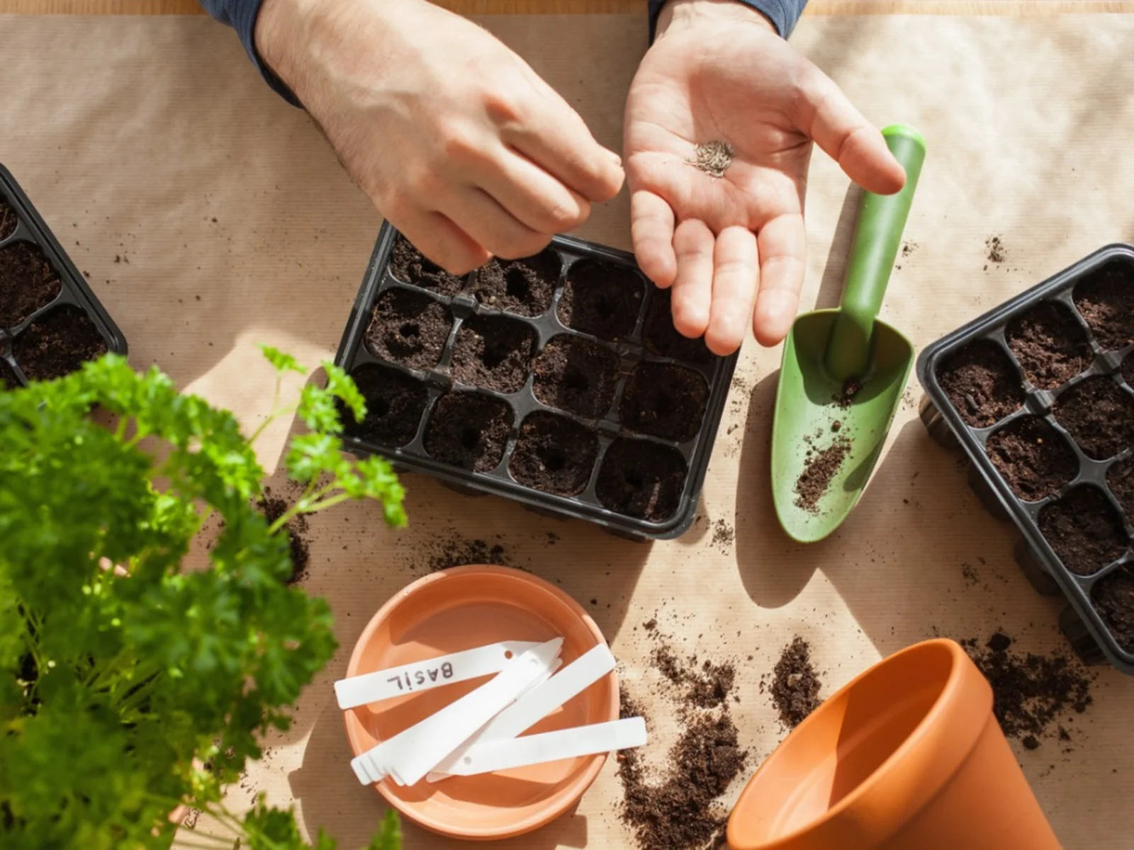 gardening planting at home