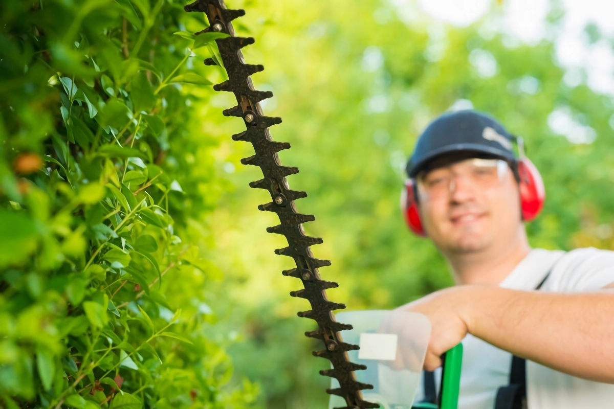 hecke schneiden anleitung tipps richtiger zeitpunkt